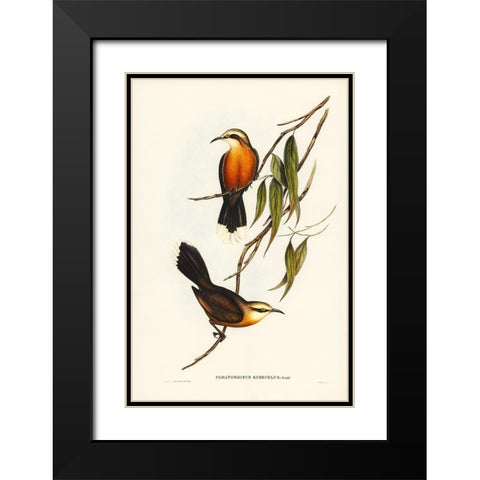 Red-breasted Pomatorhinus-Pomatorhinus rubeculus Black Modern Wood Framed Art Print with Double Matting by Gould, John