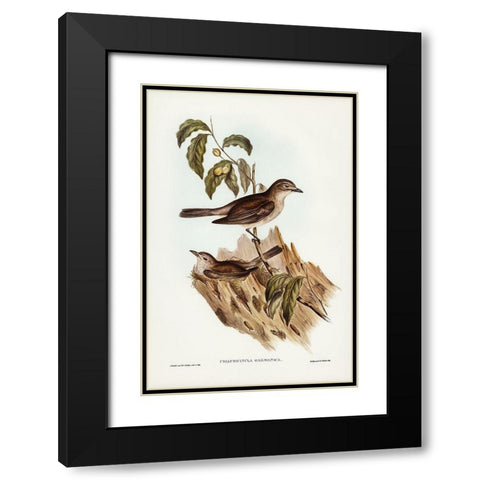 Harmonious Colluricincla-Colluricincla harmonica Black Modern Wood Framed Art Print with Double Matting by Gould, John