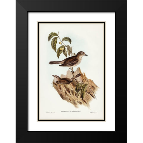 Harmonious Colluricincla-Colluricincla harmonica Black Modern Wood Framed Art Print with Double Matting by Gould, John