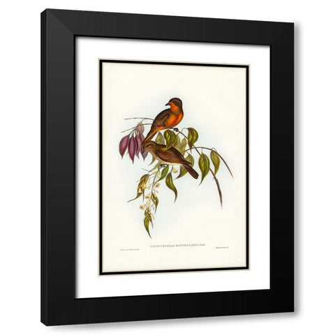 Red-throated Pachycephala-Pachycephala rufogularis Black Modern Wood Framed Art Print with Double Matting by Gould, John