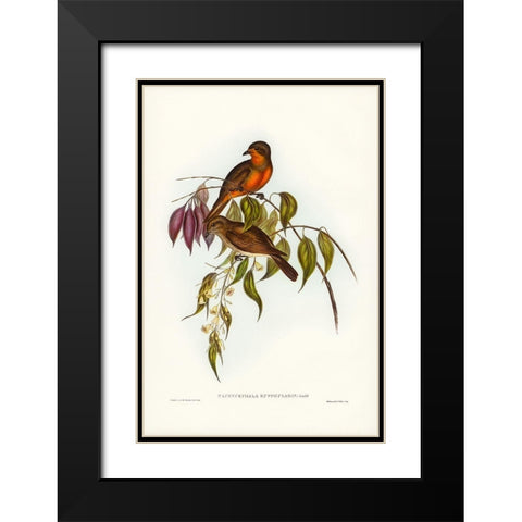 Red-throated Pachycephala-Pachycephala rufogularis Black Modern Wood Framed Art Print with Double Matting by Gould, John