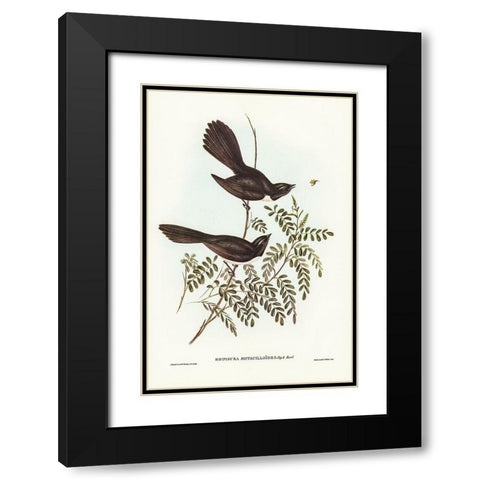 Black Fantailed Flycatcher-Rhipidura Motacilloides Black Modern Wood Framed Art Print with Double Matting by Gould, John
