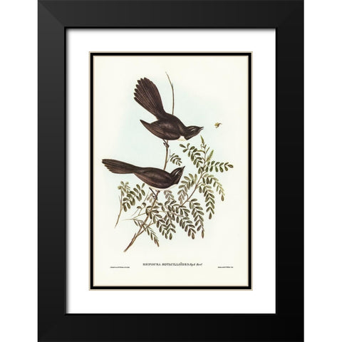 Black Fantailed Flycatcher-Rhipidura Motacilloides Black Modern Wood Framed Art Print with Double Matting by Gould, John