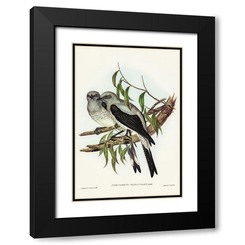 Ground Graucalus-Pteropodocys Phasianella Black Modern Wood Framed Art Print with Double Matting by Gould, John