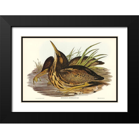 Australian Bittern-Botaurus Australis Black Modern Wood Framed Art Print with Double Matting by Gould, John