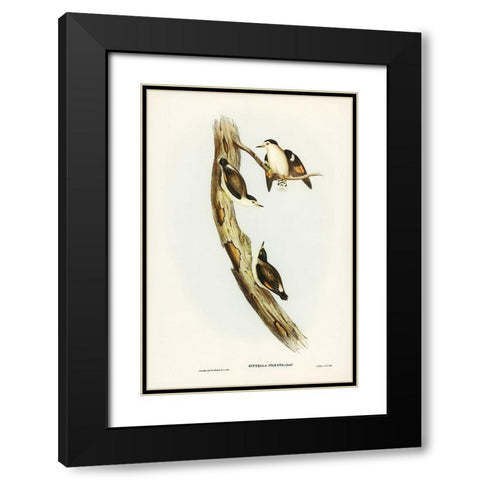 Black-capped Sittella-Sittella pileata Black Modern Wood Framed Art Print with Double Matting by Gould, John