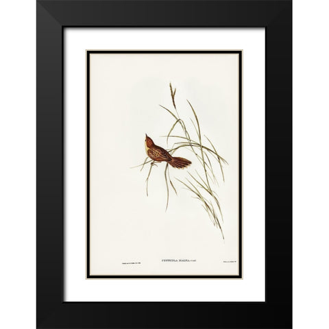 Great Warbler-Cysticola magna Black Modern Wood Framed Art Print with Double Matting by Gould, John