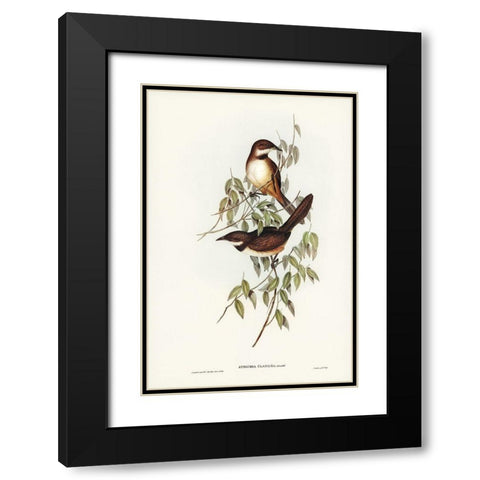 Noisy Brush-bird-Atrichia clamosa Black Modern Wood Framed Art Print with Double Matting by Gould, John