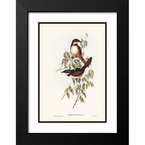 Noisy Brush-bird-Atrichia clamosa Black Modern Wood Framed Art Print with Double Matting by Gould, John