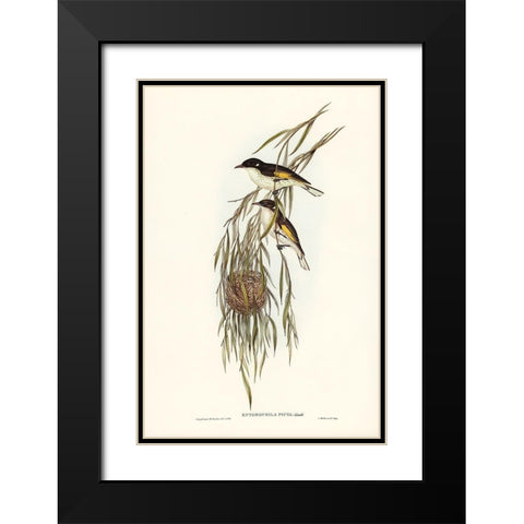 Painted Honey-eater-Entomophila picta Black Modern Wood Framed Art Print with Double Matting by Gould, John
