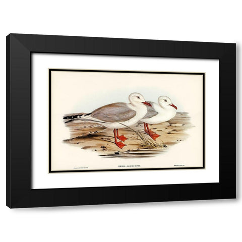 Jamesons Gull-Xema Jamesonii Black Modern Wood Framed Art Print with Double Matting by Gould, John