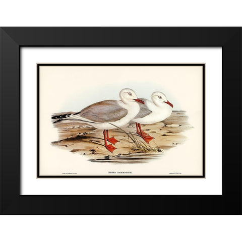 Jamesons Gull-Xema Jamesonii Black Modern Wood Framed Art Print with Double Matting by Gould, John