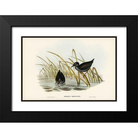 Spotless Gallinule-Porzana immaculata Black Modern Wood Framed Art Print with Double Matting by Gould, John
