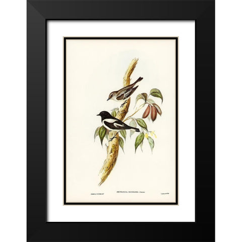 Pied Robin-Petroica bicolor-Swains Black Modern Wood Framed Art Print with Double Matting by Gould, John