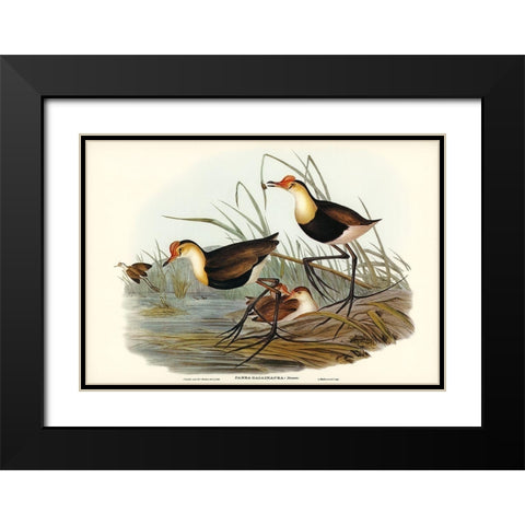 Gallinaceous Parra-Parra gallinacea Black Modern Wood Framed Art Print with Double Matting by Gould, John