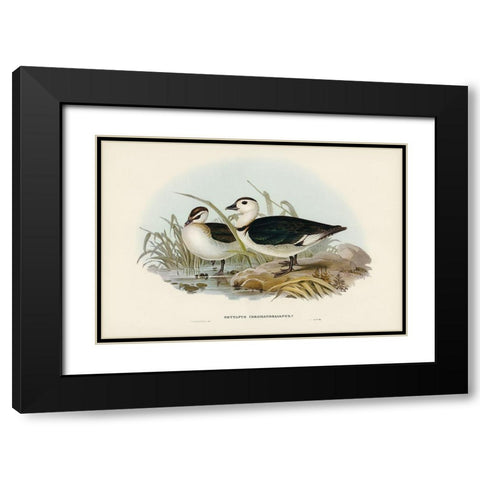 Pygmy Goose-Nettapus Coromandelianus Black Modern Wood Framed Art Print with Double Matting by Gould, John