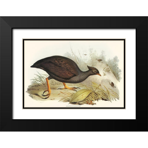 Mound-raising Megapode-Megapodius Tumulus Black Modern Wood Framed Art Print with Double Matting by Gould, John