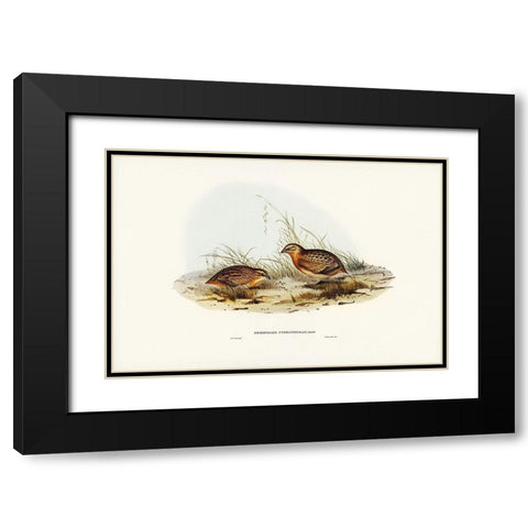 Red-chested Hemipode-Hemipodius pyrrhothorax Black Modern Wood Framed Art Print with Double Matting by Gould, John