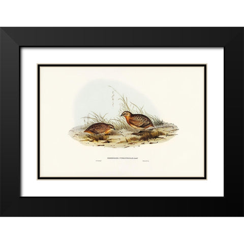 Red-chested Hemipode-Hemipodius pyrrhothorax Black Modern Wood Framed Art Print with Double Matting by Gould, John
