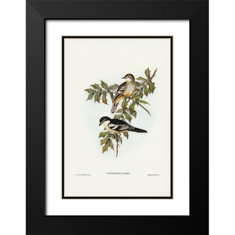 Northern cuckooshrike-Campephaga Karu Black Modern Wood Framed Art Print with Double Matting by Gould, John