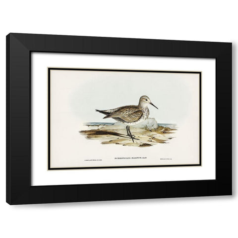 Great Sandpiper-Schoeniclus magnus Black Modern Wood Framed Art Print with Double Matting by Gould, John