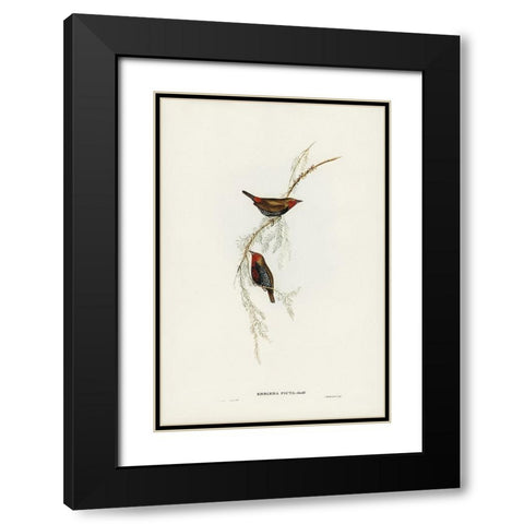 Painted Finch-Emblema picta Black Modern Wood Framed Art Print with Double Matting by Gould, John