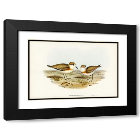 Allied Dottrel-Hiaticula inornata Black Modern Wood Framed Art Print with Double Matting by Gould, John