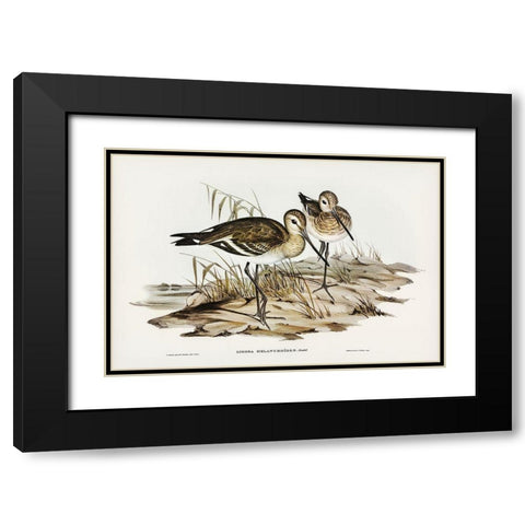 Black-tailed Godwit-Limosa Melanuroides Black Modern Wood Framed Art Print with Double Matting by Gould, John