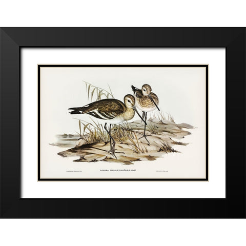 Black-tailed Godwit-Limosa Melanuroides Black Modern Wood Framed Art Print with Double Matting by Gould, John