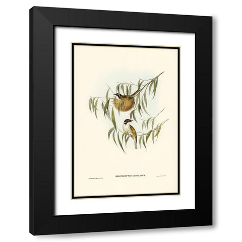 Lunulated Honey-eater-Melithreptus lunulatus Black Modern Wood Framed Art Print with Double Matting by Gould, John