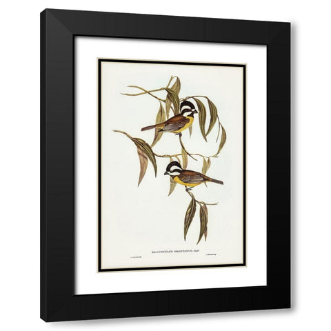 Frontal Shrike-Tit-Falcunculus frontatus Black Modern Wood Framed Art Print with Double Matting by Gould, John