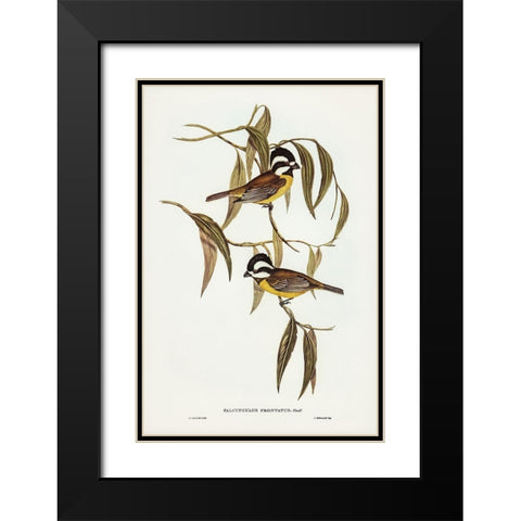 Frontal Shrike-Tit-Falcunculus frontatus Black Modern Wood Framed Art Print with Double Matting by Gould, John