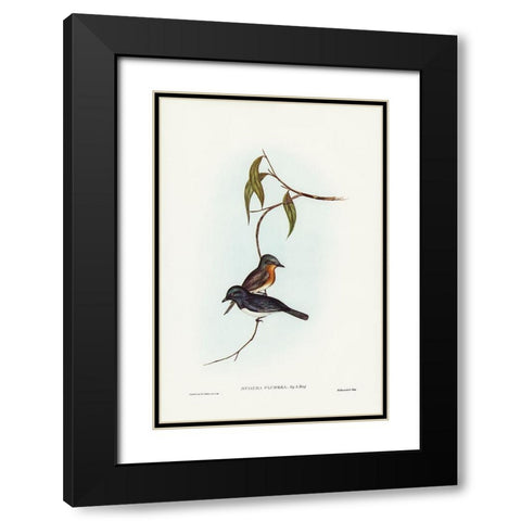Plumbeous Flycatcher-Myiagra plumbea Black Modern Wood Framed Art Print with Double Matting by Gould, John