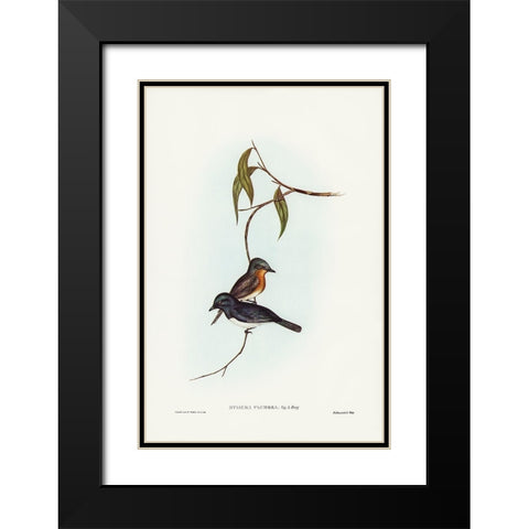 Plumbeous Flycatcher-Myiagra plumbea Black Modern Wood Framed Art Print with Double Matting by Gould, John