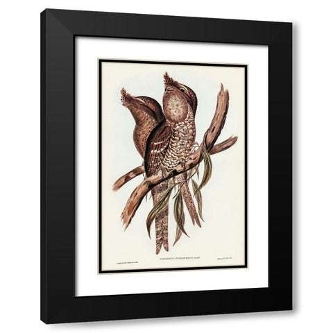 Plumed Podargus-Podargus plumiferus Black Modern Wood Framed Art Print with Double Matting by Gould, John