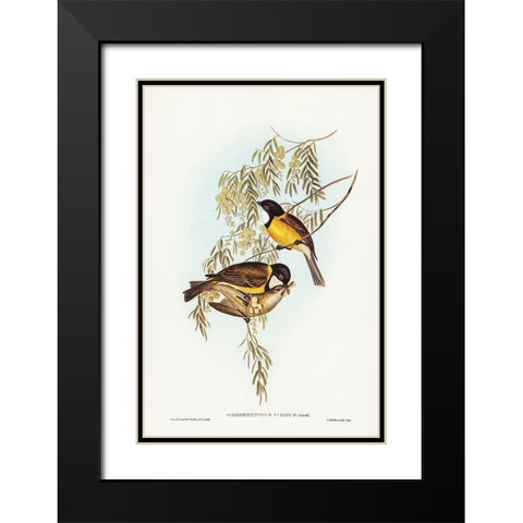 Blue Shining Flycatcher-Piezorhynchus nitidus Black Modern Wood Framed Art Print with Double Matting by Gould, John