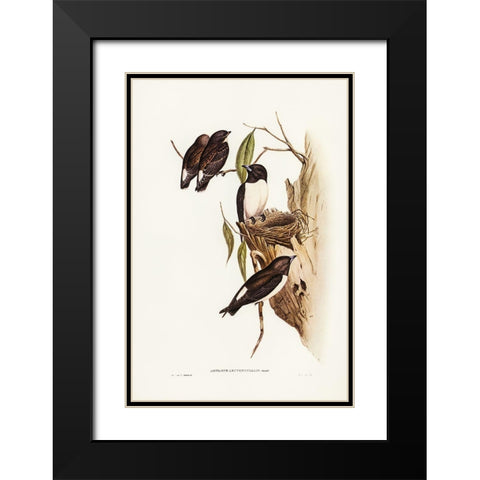 White-rumped Wood Swallow Black Modern Wood Framed Art Print with Double Matting by Gould, John