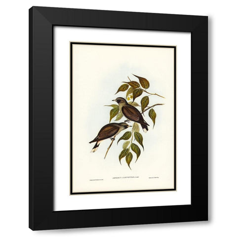 White-vented Wood Swallow-Artamus albiventris Black Modern Wood Framed Art Print with Double Matting by Gould, John