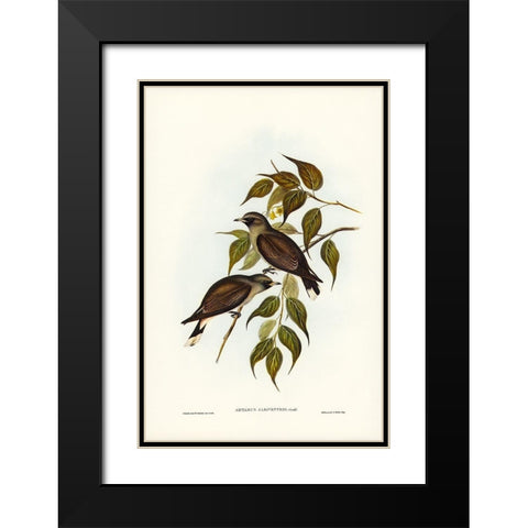 White-vented Wood Swallow-Artamus albiventris Black Modern Wood Framed Art Print with Double Matting by Gould, John