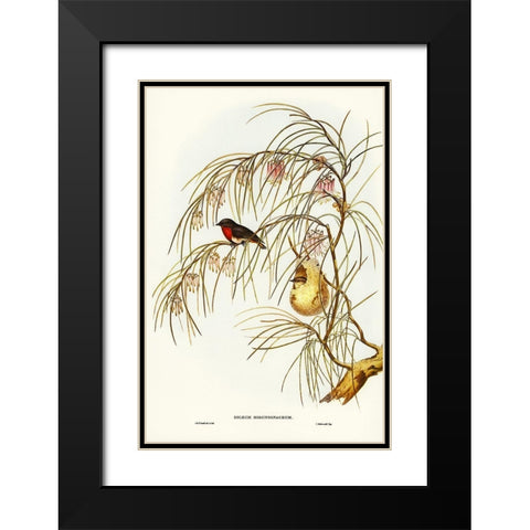 Swallow Dicaeum-Dicaeum hirundinaceum Black Modern Wood Framed Art Print with Double Matting by Gould, John