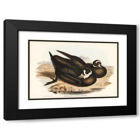 Spectacled Petrel-Procellaria conspicillata Black Modern Wood Framed Art Print with Double Matting by Gould, John