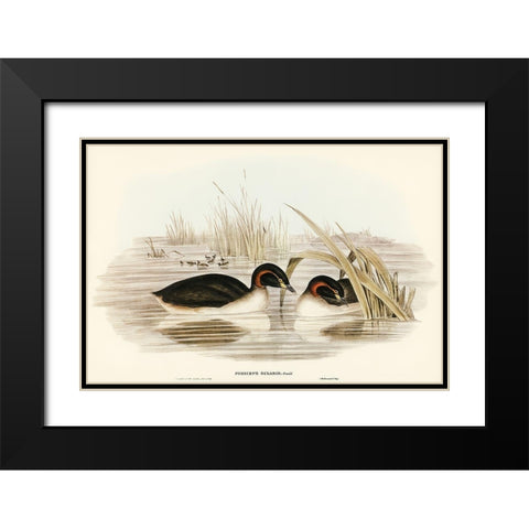 Black-throated Grabe-Podiceps gularis Black Modern Wood Framed Art Print with Double Matting by Gould, John