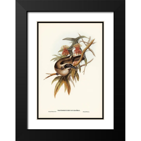 Helmeted Honey-eater-Tropidorhynchus Buceroides Black Modern Wood Framed Art Print with Double Matting by Gould, John