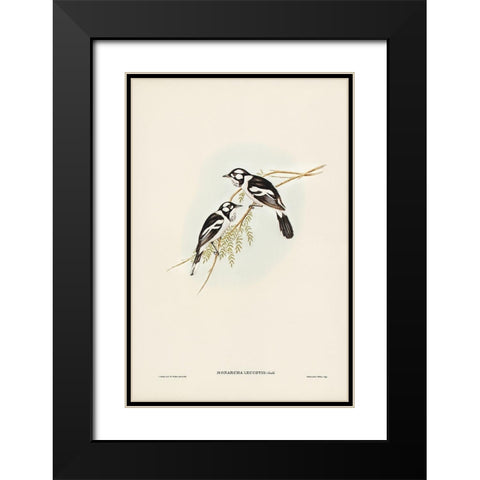 White-eared Flycatcher-Monarcha leucotis Black Modern Wood Framed Art Print with Double Matting by Gould, John