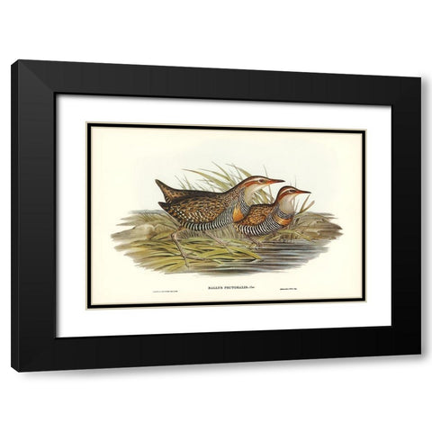 Pectoral Rail-Rallus pectoralis Black Modern Wood Framed Art Print with Double Matting by Gould, John