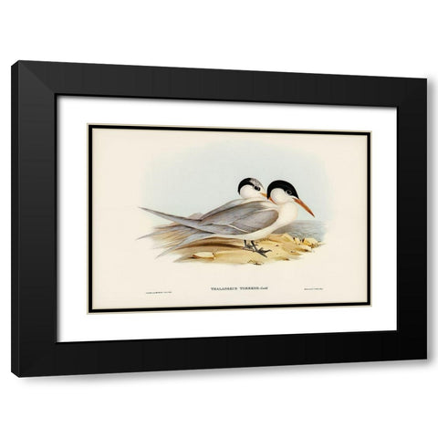 Torres Tern-Thalasseus Torresii Black Modern Wood Framed Art Print with Double Matting by Gould, John