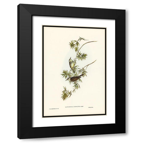 Fasciated Honey-eater-Glyciphila fasciata Black Modern Wood Framed Art Print with Double Matting by Gould, John