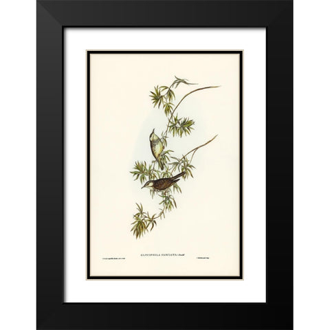 Fasciated Honey-eater-Glyciphila fasciata Black Modern Wood Framed Art Print with Double Matting by Gould, John