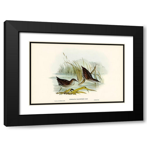 Water Crake-Porzana palustris Black Modern Wood Framed Art Print with Double Matting by Gould, John