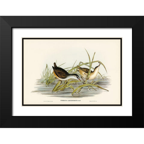 White-eyebrowed Water Crake-Porzana leucophrys Black Modern Wood Framed Art Print with Double Matting by Gould, John